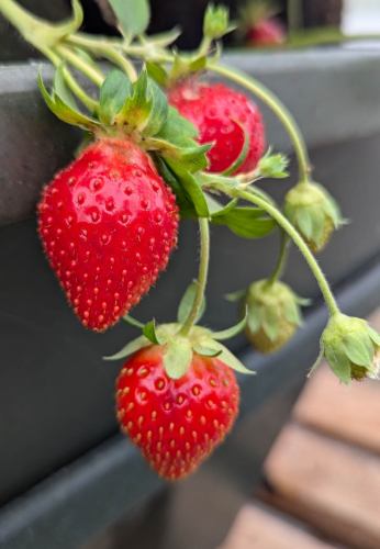 Frais dans un cultimate